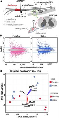 Sexual dimorphism of early transcriptional reprogramming in degenerating peripheral nerves